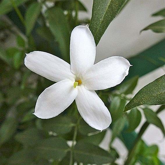 JASMINUM sambac* CTR 3L 60/80