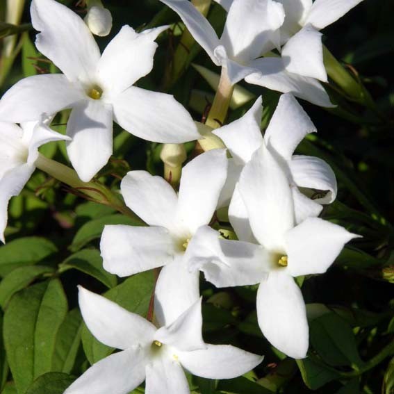 JASMINUM officinale CTR 3L