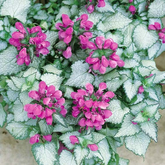 LAMIUM maculatum Beacon...