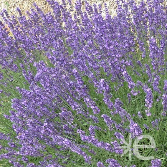 LAVANDULA intermedia...