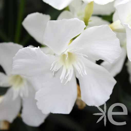 NERIUM oleander Blanc...