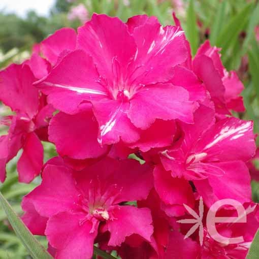 NERIUM oleander Rouge geant...