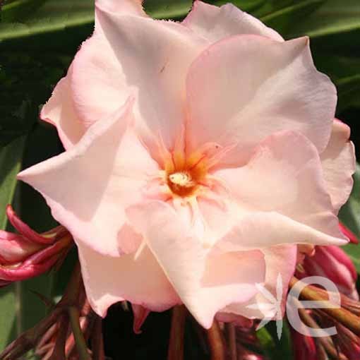 NERIUM oleander Saumon...