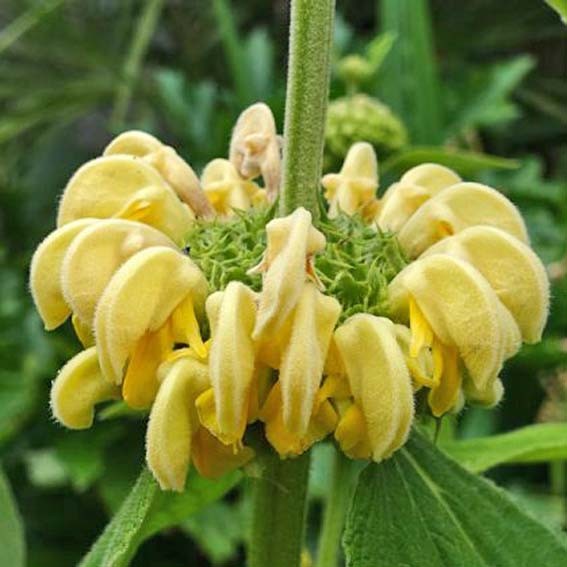 PHLOMIS russeliana* CTR 1L