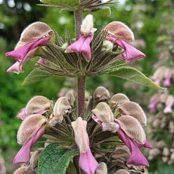 PHLOMIS samia* CTR 1L