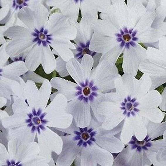 PHLOX subulata Oa blues...