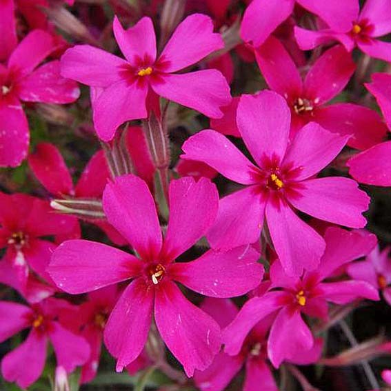 PHLOX subulata Scarlett...