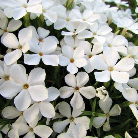 PHLOX subulata White...