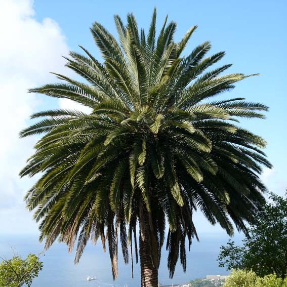 PHOENIX canariensis* CTR...