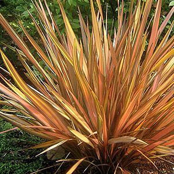 PHORMIUM tenax Apricot...