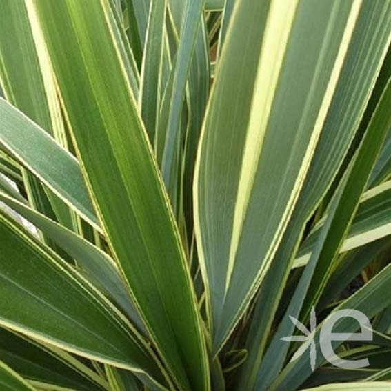 PHORMIUM tenax Variegatum...