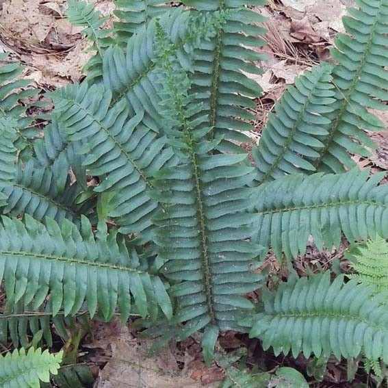 POLYSTICHUM acrostichoides*...