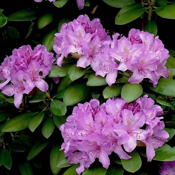 RHODODENDRON hybride...