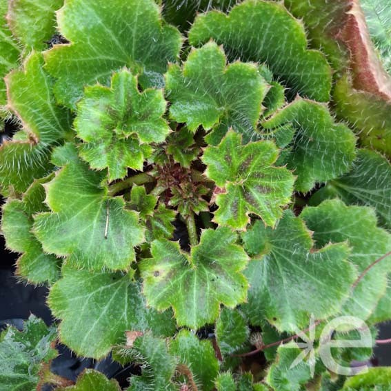 SAXIFRAGA stolonifera...