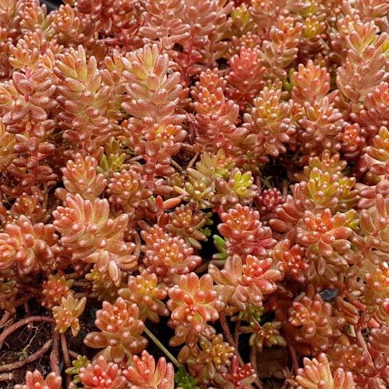 SEDUM album Coral carpet*...