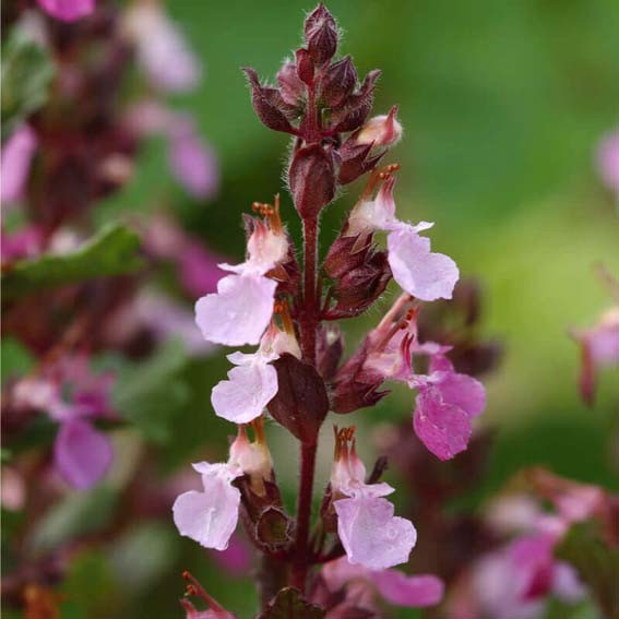 TEUCRIUM chamaedrys* CTR 1L