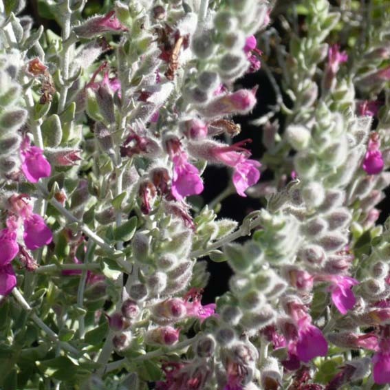 TEUCRIUM marum* CTR 1L