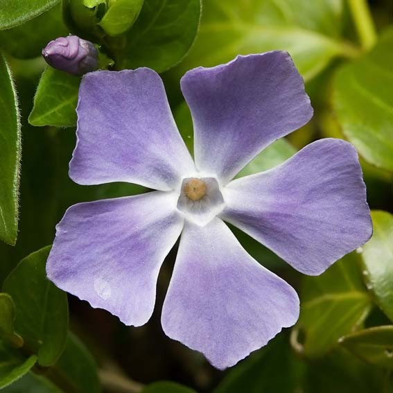 VINCA major * CTR 1L