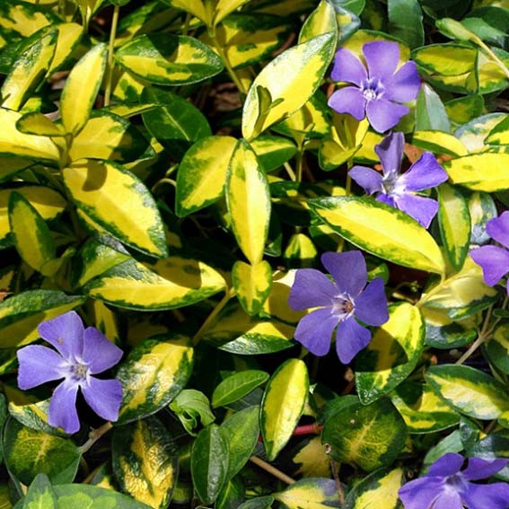 VINCA minor Illimination*...