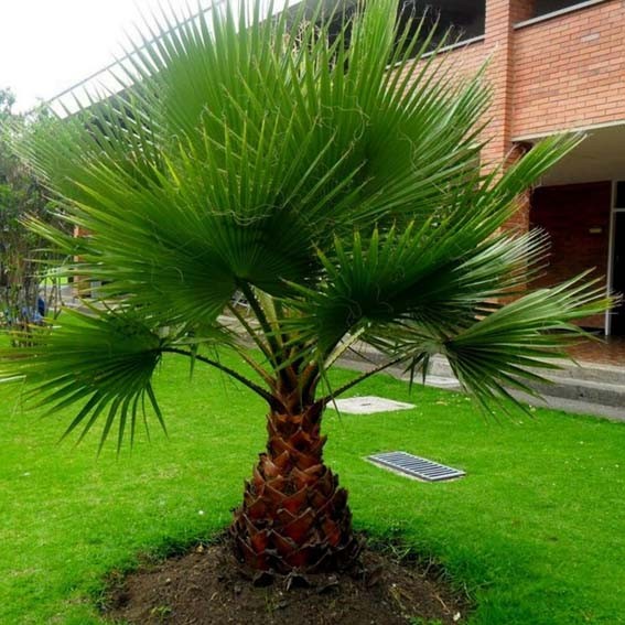 WASHINGTONIA Filifera* CTR 10L