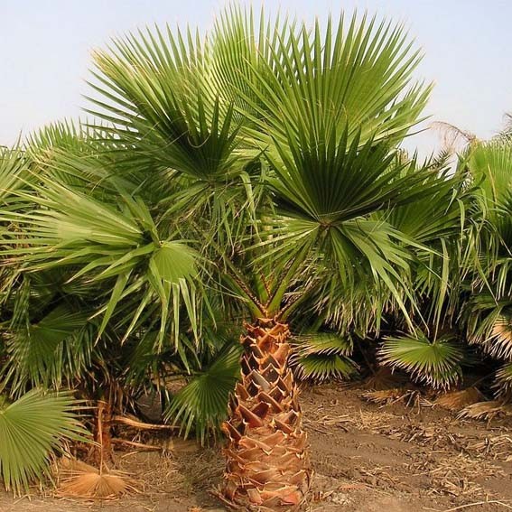 WASHINGTONIA robusta Cepee*...