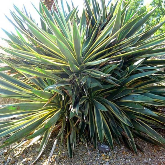 YUCCA filamentosa...