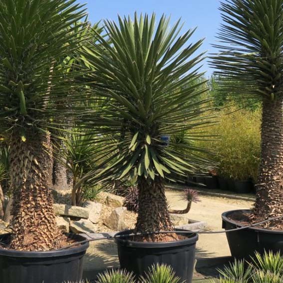 YUCCA fillifera * CTR 8L Unité