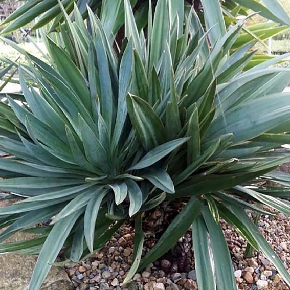 YUCCA gloriosa* CTR 8L 50/60