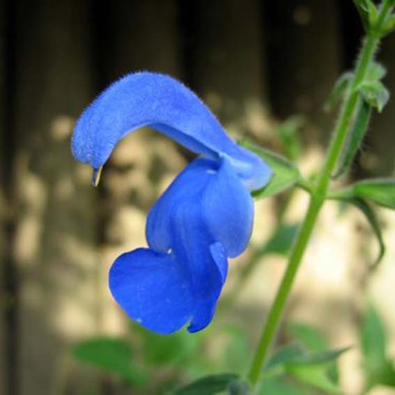 SALVIA patens Bleu gentiane...