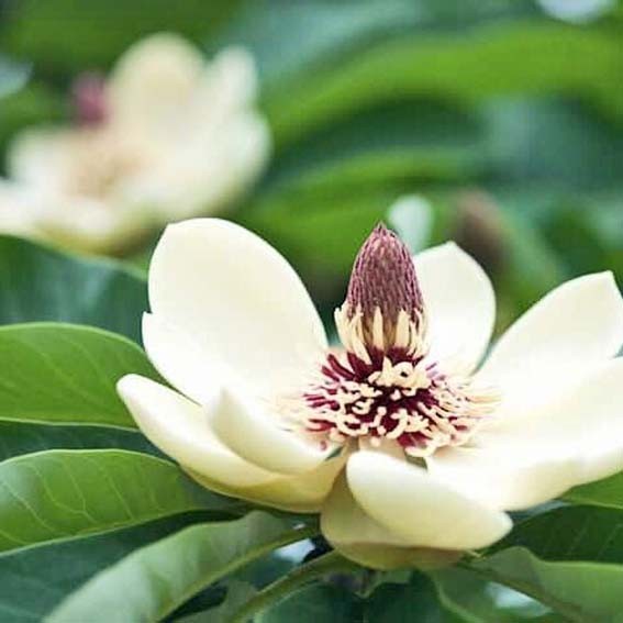 Magnolia laevifolia x figo...