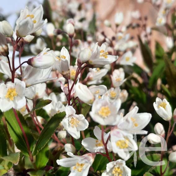 DEUTZIA crenata Nikko CTR 3L