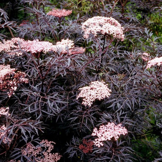 SAMBUCUS nigra Black beauty...