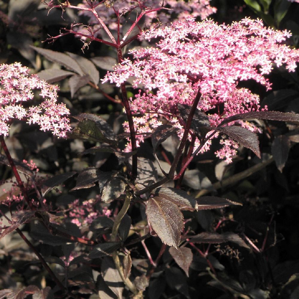 SAMBUCUS nigra Black tower...