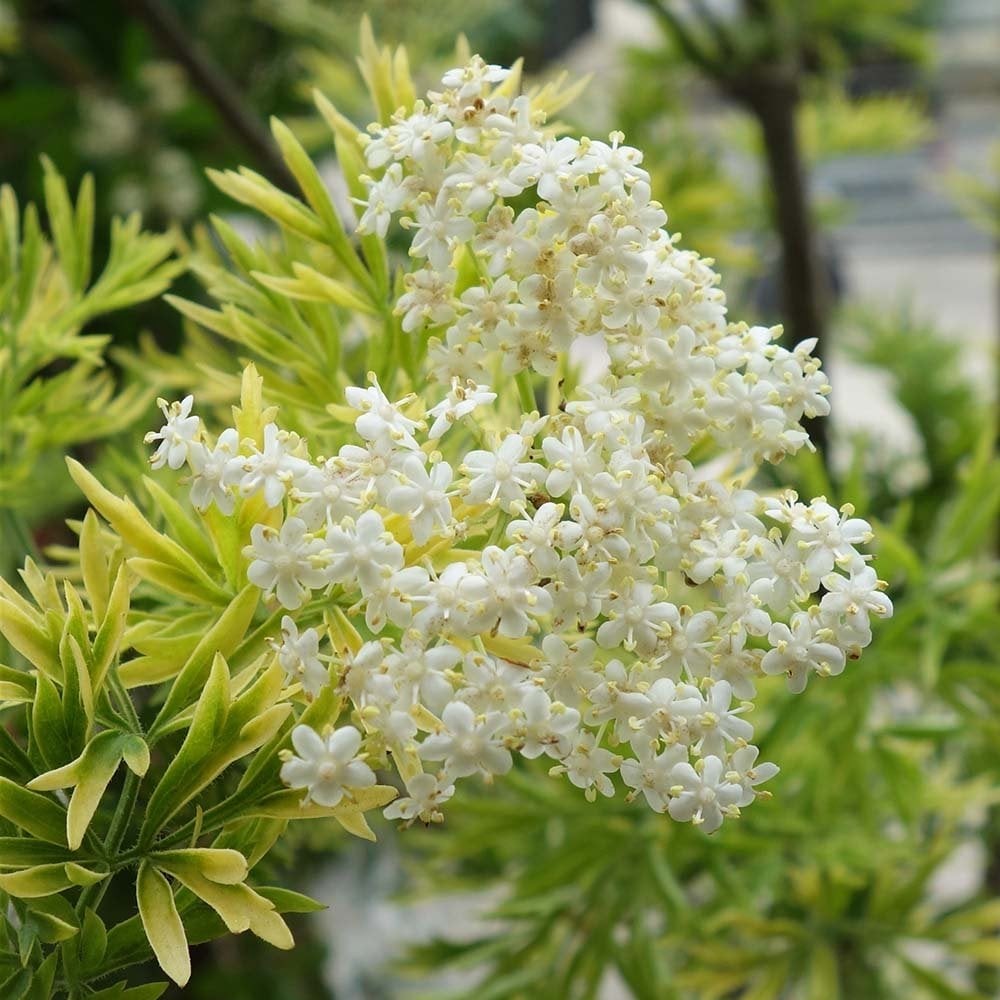 SAMBUCUS nigra Golden tower...