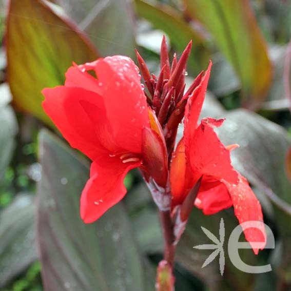 CANNA x Cannova ® Scarlett...