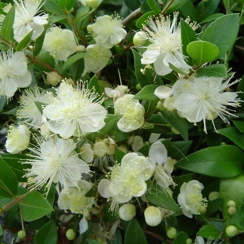 MYRTUS microphylla CTR 3L