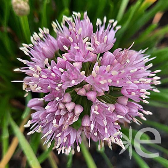 ALLIUM  Millenium CTR 3L