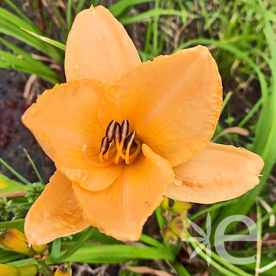 HEMEROCALLIS  Etched gold...