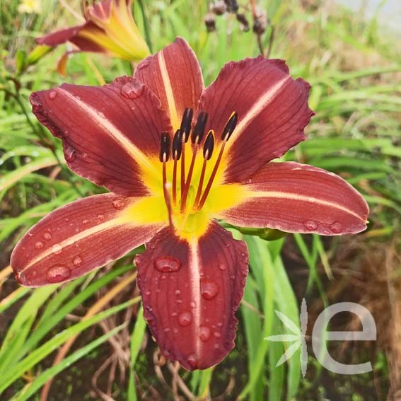 HEMEROCALLIS  Crimson...