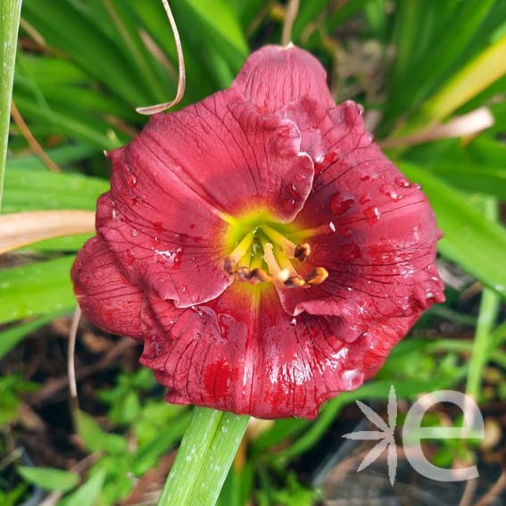 HEMEROCALLIS  Summer wine...