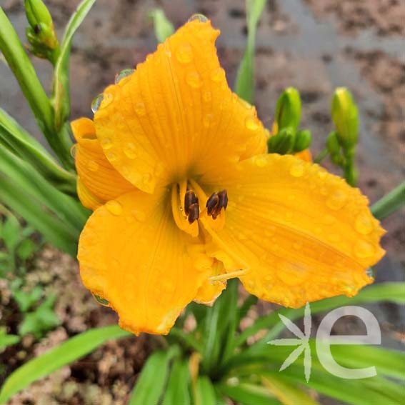 HEMEROCALLIS citrina  CTR 3L