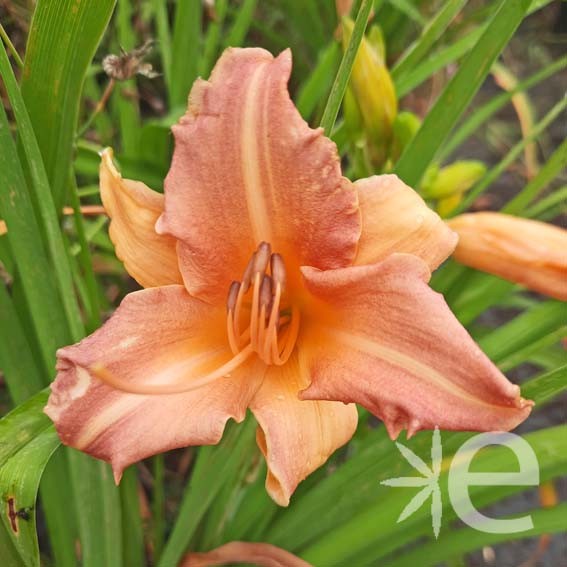 HEMEROCALLIS pink damask...