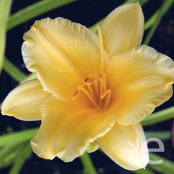 HEMEROCALLIS stella d'oro...