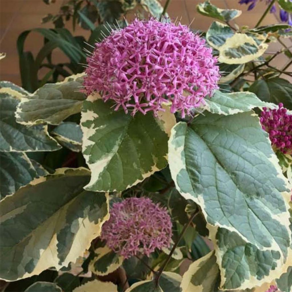 CLERODENDRON bungei Pink...