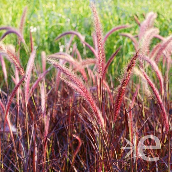 PENNISETUM setaceum Rubrum...