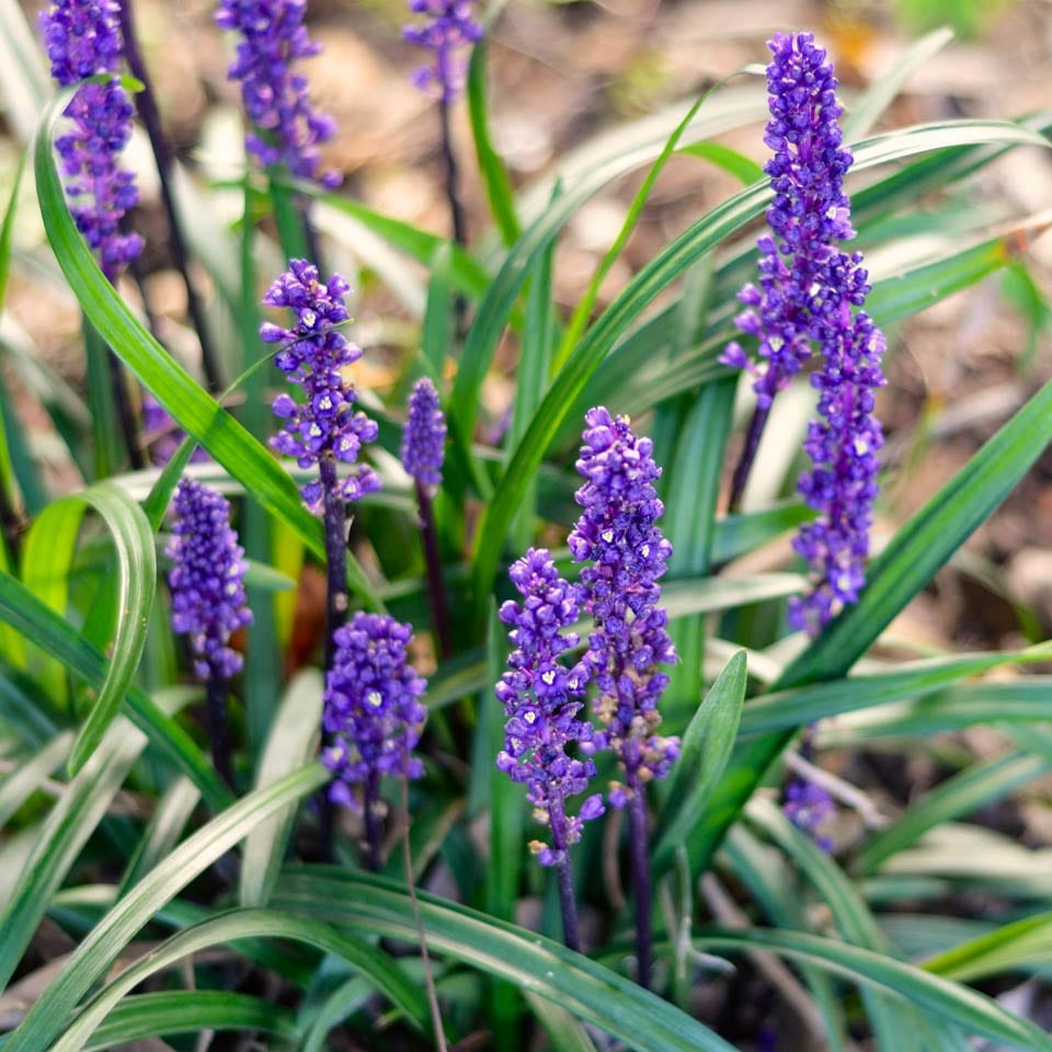 LIRIOPE muscari Royal...