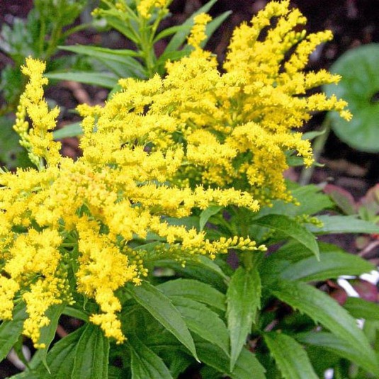 SOLIDAGO Golden Dwarf