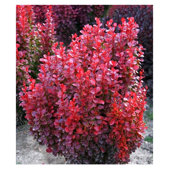 BERBERIS Red Tower CTR 5L