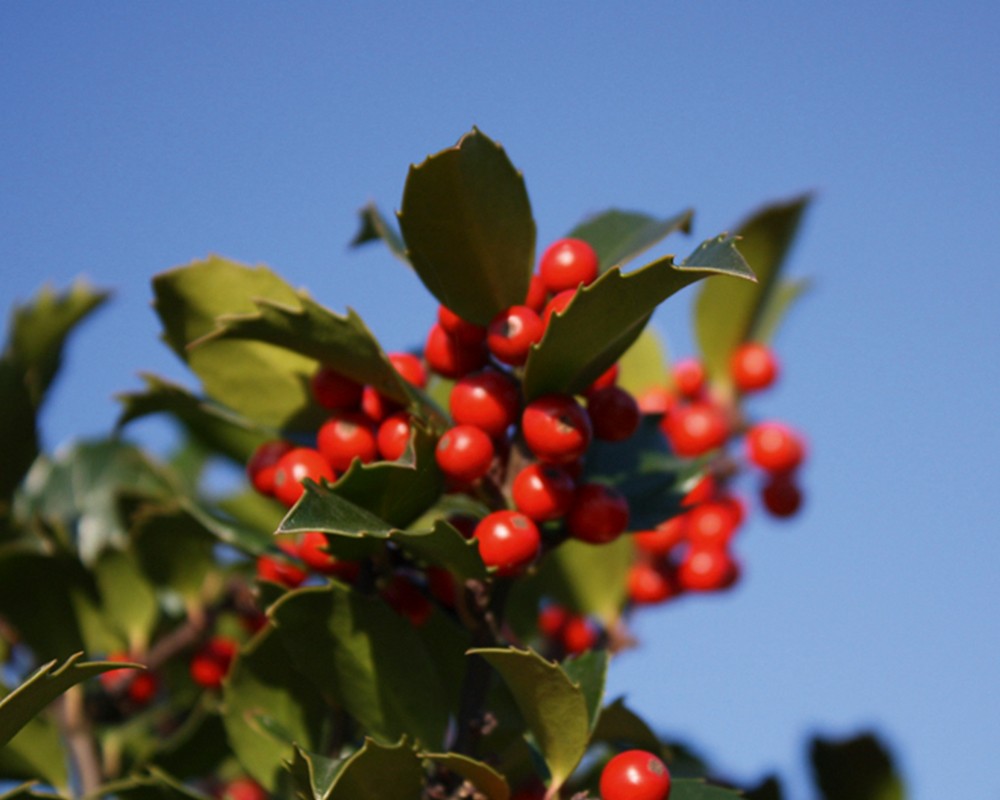 ILEX meserveae blue maid...