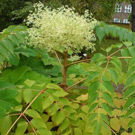 ARALIA elata CTR 3L